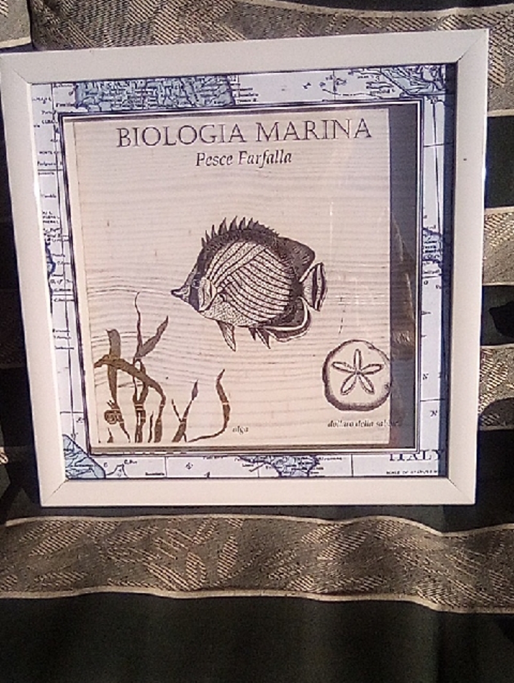 Biologia Marina Framed Fish Wall Art - White